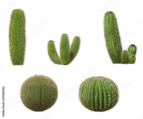 cactus on a transparent background