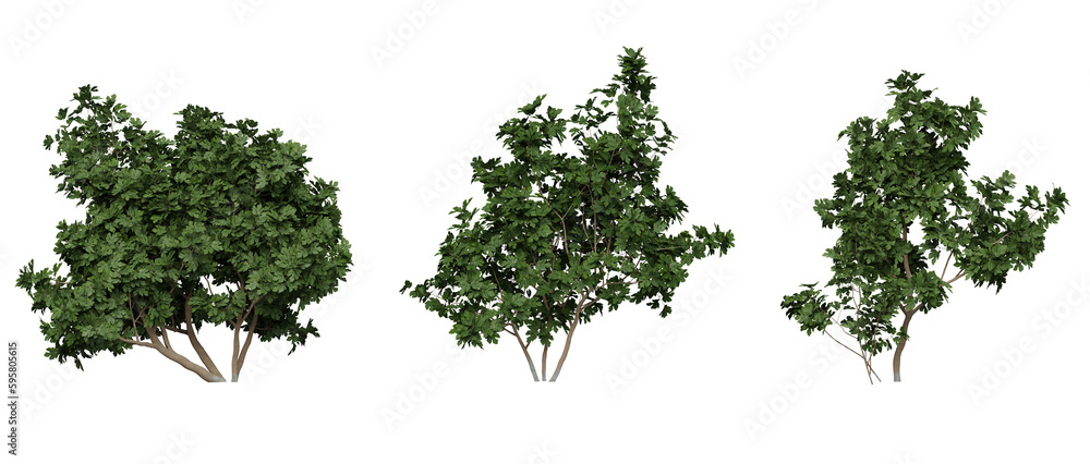 common fig tree isolated on a transparent background common fig tree isolated on a transparent background