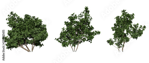 common fig tree isolated on a transparent background