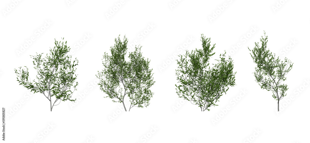 young olive trees on a transparent background - obrazy, fototapety, plakaty 