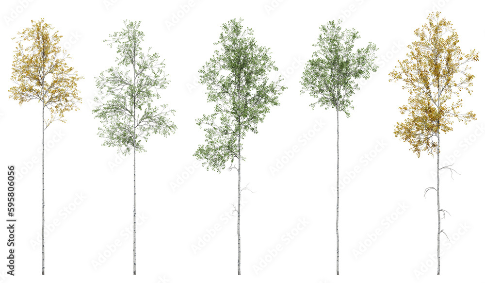 Obraz premium aspen tree on a transparent background
