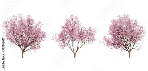 Valokuvatapetti cherry blossom tree on a transparent background