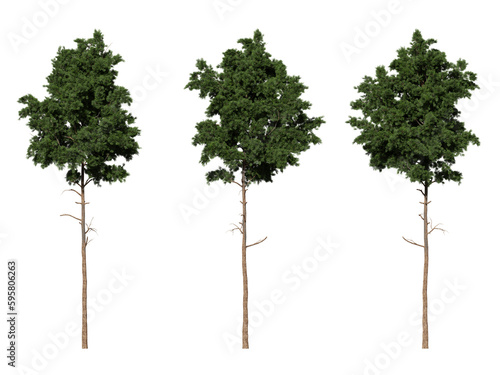 pine tree on a transparent background