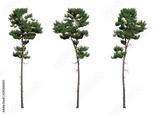 scots pine tree on a transparent background