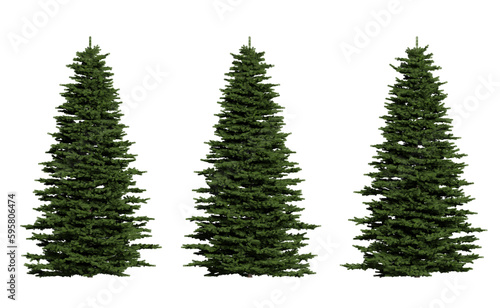 spruce tree on a transparent background