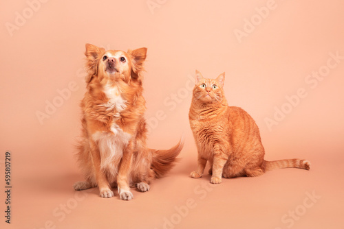 Red cat and red dog on a beige background. Friendship of a dog and a cat