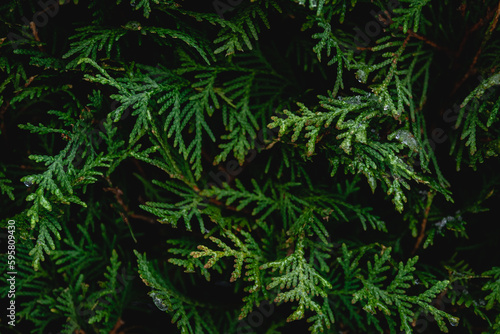 Green coniferous bush   thuja hedge texture close up.