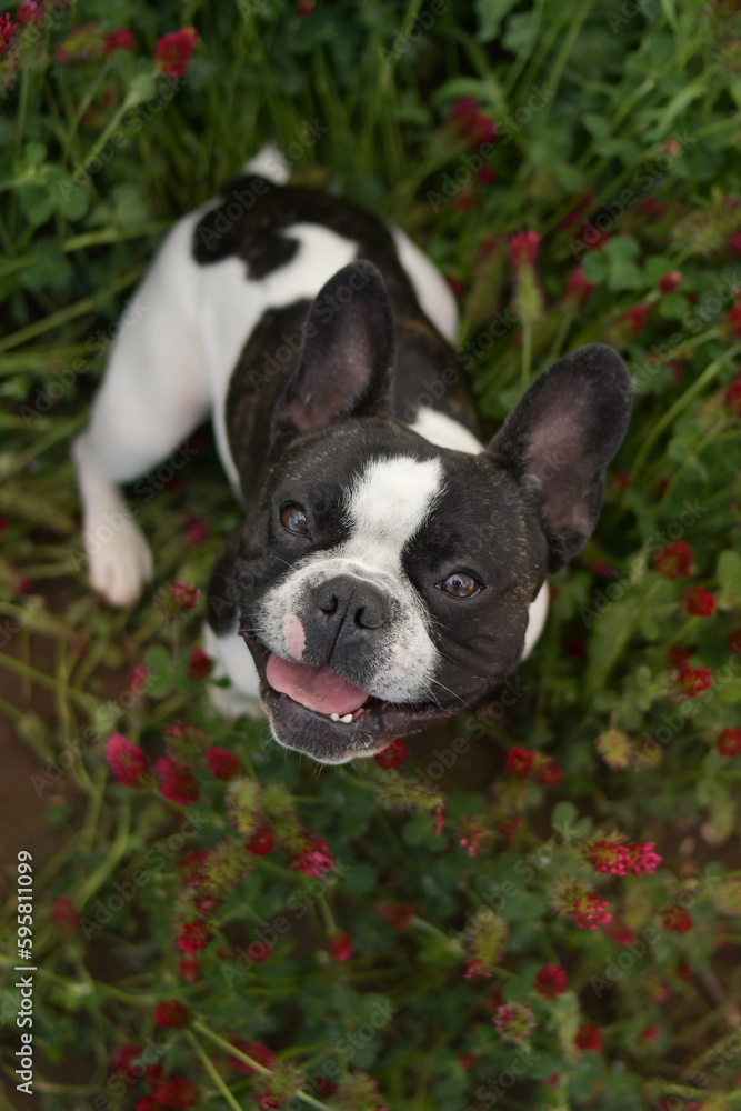 Puppy of french bulldog is sitting in crimson clover. It was so tall so he must jump.