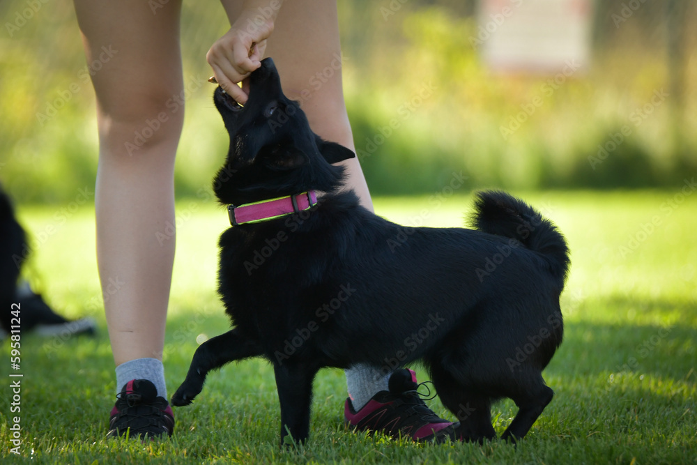 Dog is teaching new things on training. playing outside in the grass. He is so crazy dog on trip. Dog is teaching new things on training. playing outside in the grass. He is so crazy dog on trip.