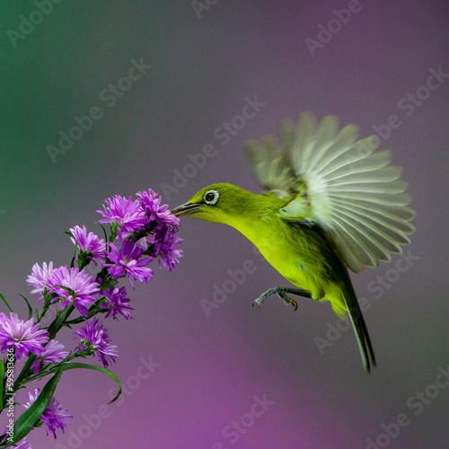 Ring-eyed bird hovering on flower