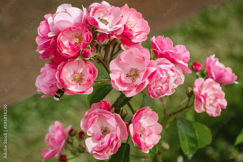 bunch of pink flower on blooming rose bush bunch of pink flower on blooming rose bush