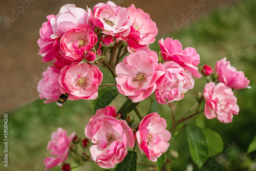 bunch of  pink flower on blooming rose bush