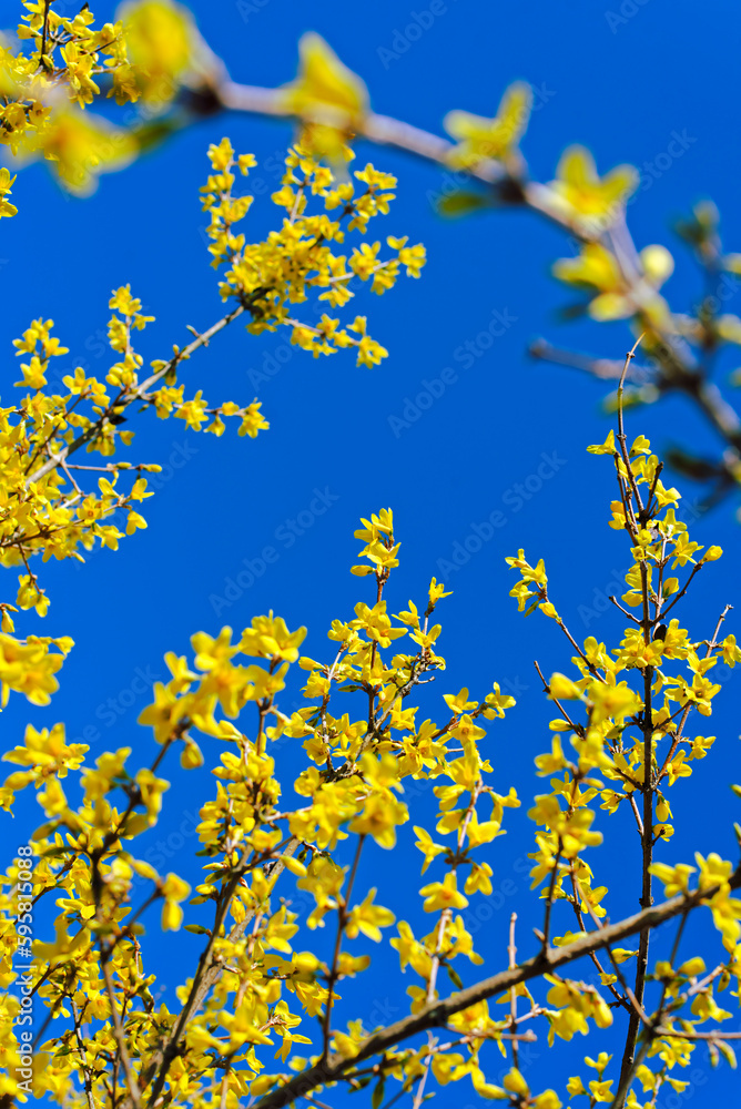 レンギョウの花