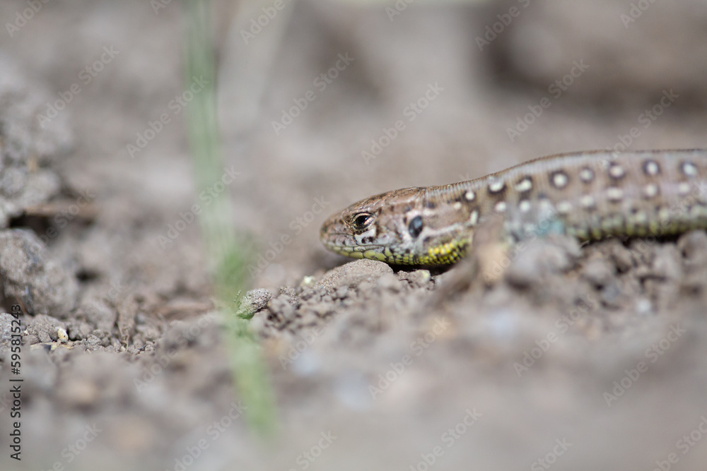 Naklejka premium Lacerta agilis Linnaeus lizard macro shot, close up