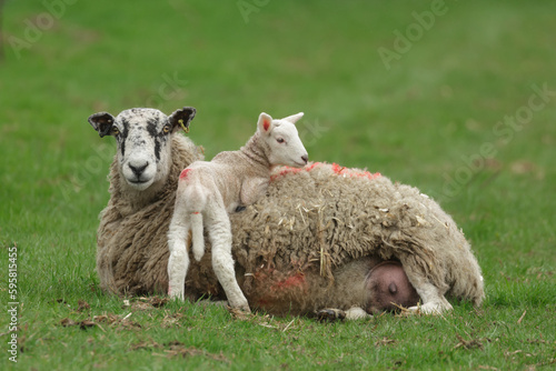 Mother sheep lying down in green field with her newborn lamb resting across her back. Clean background. Horizontal. Copy space. Springtime in the Yorkshire Dales, UK.