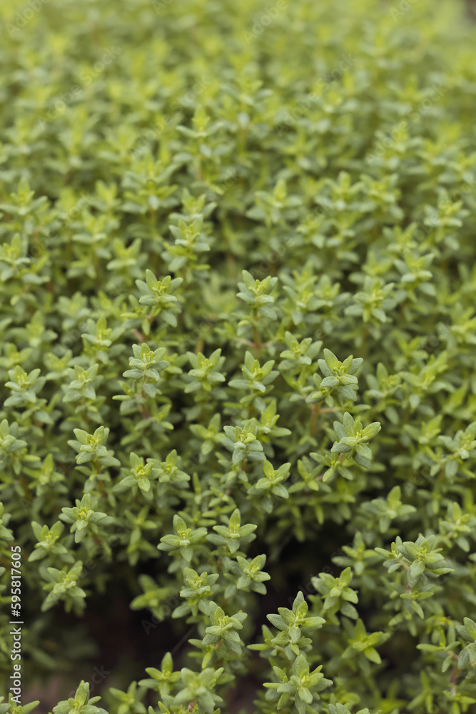 Gartenkräuter Thymian Gartenkräuter Thymian