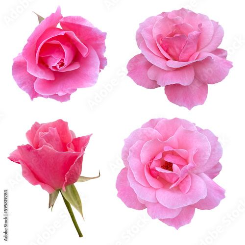 Roses buds cutout, pink rose flowers isolated on background, PNG file.  