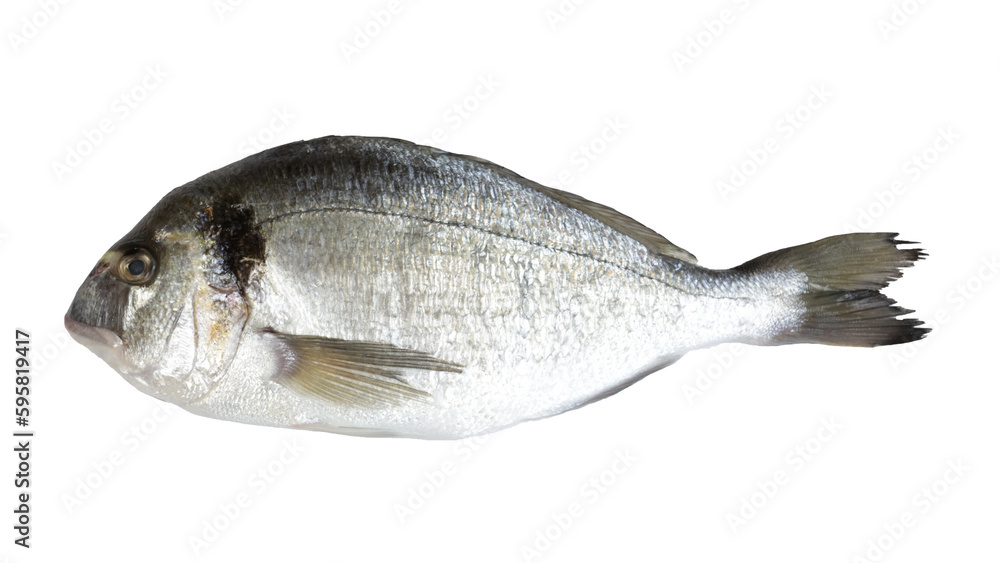 poisson : dorade royale, en gros plan, isolé sur un fond blanc poisson : dorade royale, en gros plan, isolé sur un fond blanc