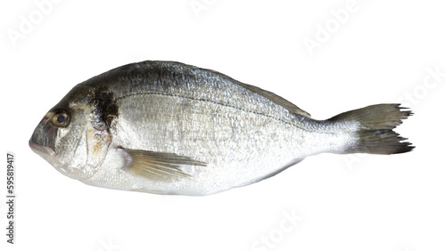 poisson : dorade royale, en gros plan, isolé sur un fond blanc photo