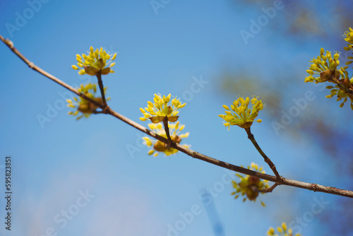 サンシュユの花