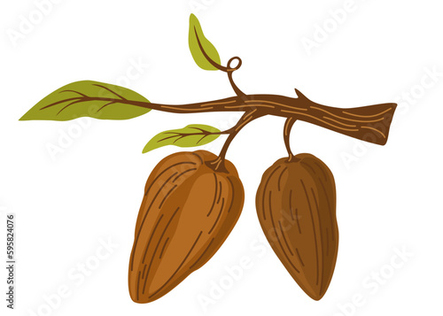 Chocolate cocoa beans. Branch with cocoa beans and leaves. Perfect for printing, groceries, coffee, packaging, cafes, menus and the web. Vector cartoon hand draw illustration isolated. 