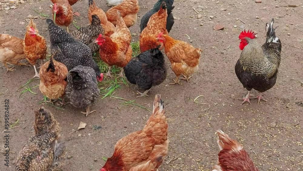 Poultry Change Color Hens eat grass in organic farm. Breeding animals in accordance with ...