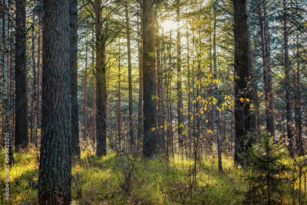 sunset in a wild pine forest, the sun breaks through the tree trunks sunset in a wild pine forest, the sun breaks through the tree trunks