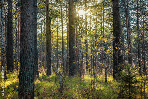 Wallpaper Mural sunset in a wild pine forest, the sun breaks through the tree trunks Torontodigital.ca