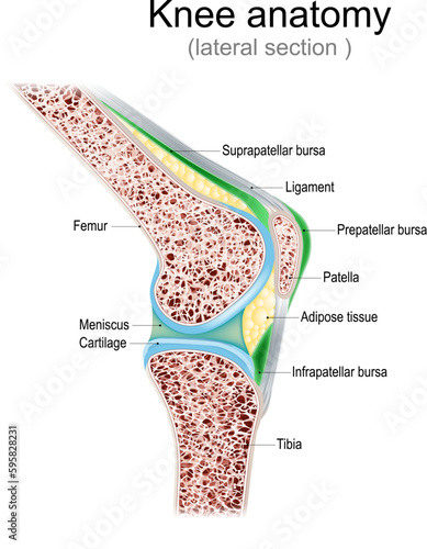 Knee anatomy. Side view. photo