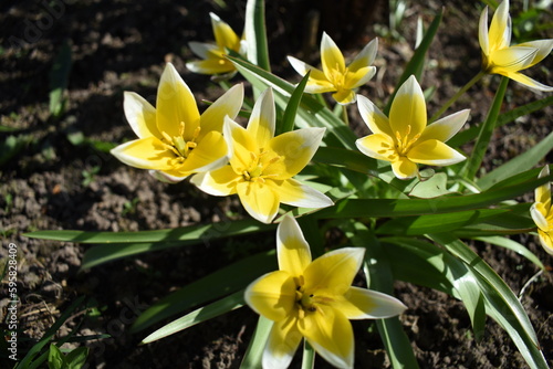 Yellow tulips mini
