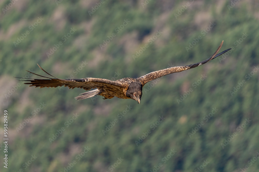 Fototapeta premium Young Bearded Vulture flying with open brown wings
