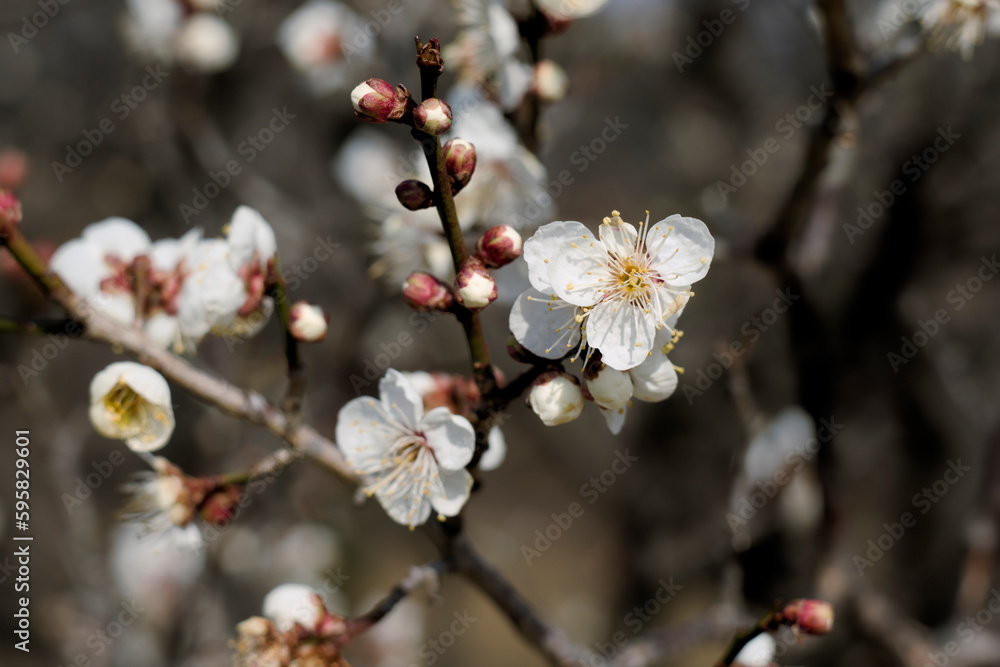 白い梅の花