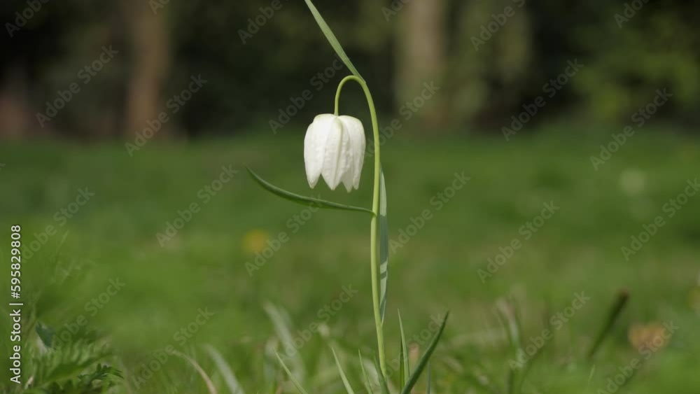 White Lapwing flower in bloom stintse plant White Lapwing flower in bloom stintse plant