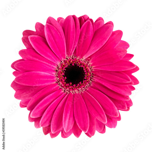 Gerbera isolated on white background