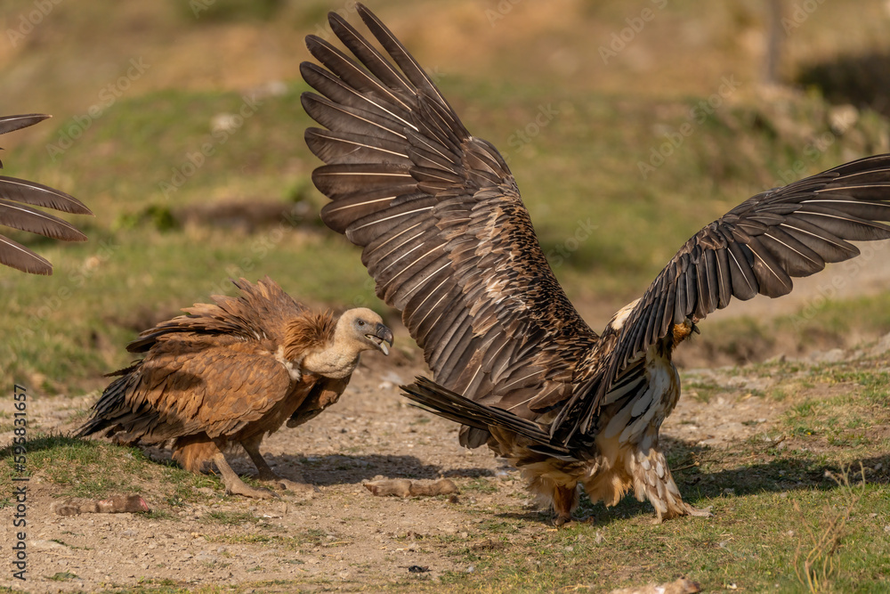 Obraz premium Griffon vulture rebuking a bearded vulture with open wings