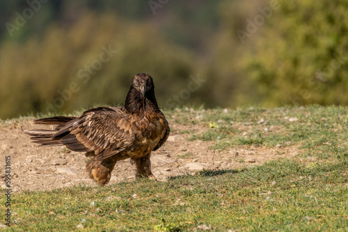 Young Bearded Vulture perched on the ground