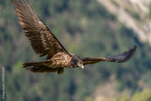 Young bearded vulture flying and looking at the ground