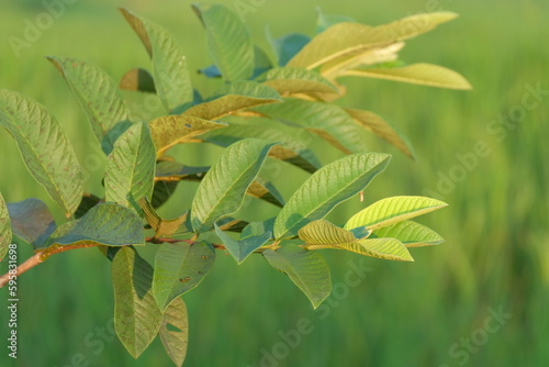 Guava Leaves - Close up the details of guava leaves. Guava leaves with blur background