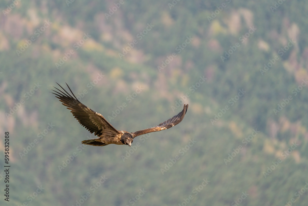 Obraz premium Young bearded vulture flying with out-of-focus trees in the background