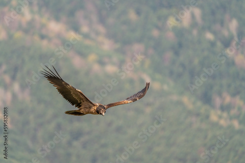 Young bearded vulture flying with out-of-focus trees in the background