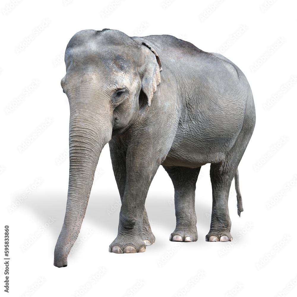 Obraz premium Elefant