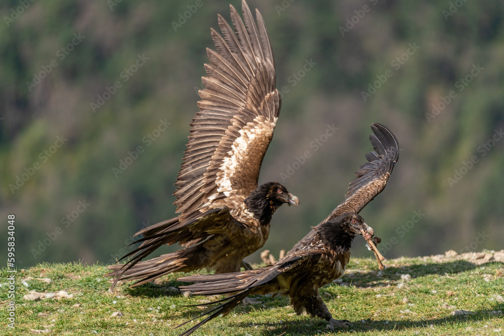 Fototapeta premium Young Bearded Vulture with a bone in its beak and open wings
