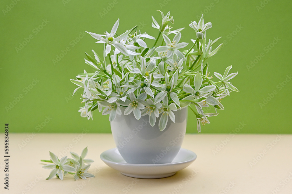 White flowers of Ornithogalum umbellatum or Star of Bethlehem