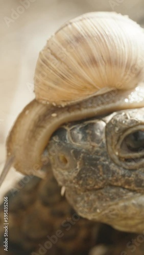 Snail crawling on the head of a turtle, close-up. Vertical video Social Media photo