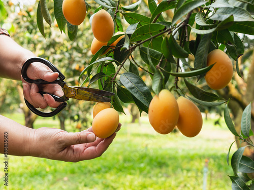 Asian farm man is checking his sour and sweet fruit called Marian Plum or Thai Plango or Marian Mango, of Plum Mango in his outdoors fruit garden