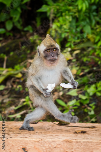 Macaque monkeys looking for food in Mauritius island