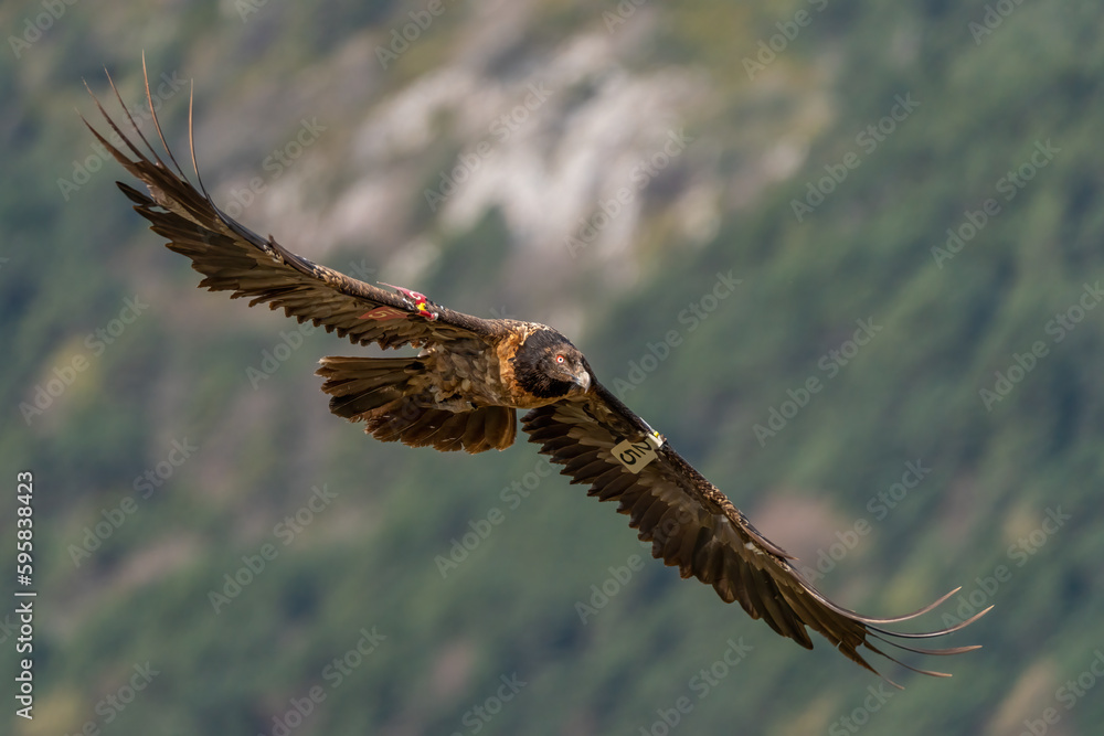 Fototapeta premium Young Bearded Vulture flying with out-of-focus mountain in the background
