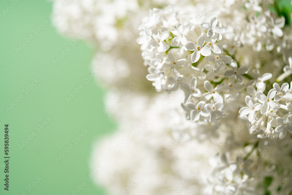 White lilac flowers