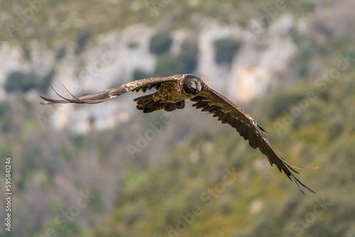 Young Bearded Vulture flying with out-of-focus mountain backdrop