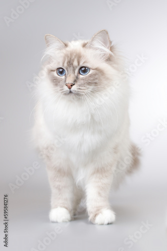 Portrait of female Birma cat on background in studio